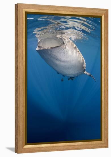 Whale Shark, Cenderawasih Bay, West Papua, Indonesia-Pete Oxford-Framed Premier Image Canvas