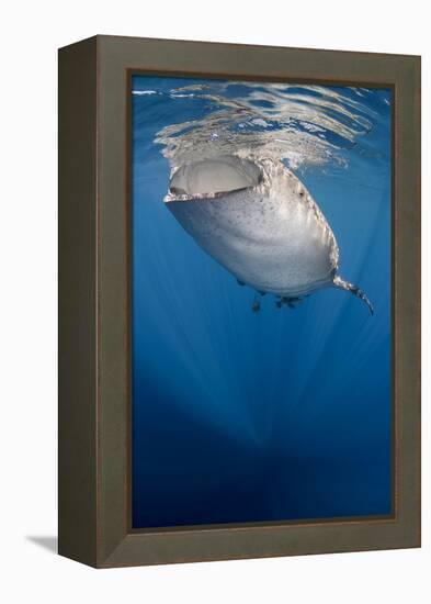 Whale Shark, Cenderawasih Bay, West Papua, Indonesia-Pete Oxford-Framed Premier Image Canvas