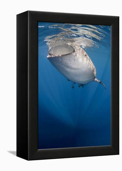 Whale Shark, Cenderawasih Bay, West Papua, Indonesia-Pete Oxford-Framed Premier Image Canvas