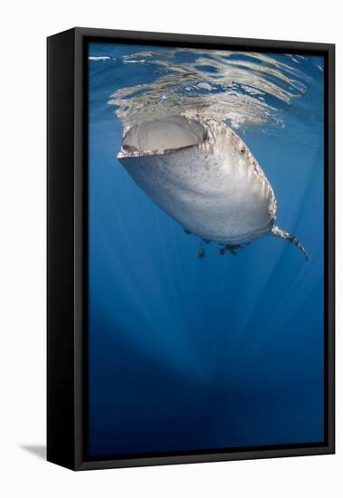 Whale Shark, Cenderawasih Bay, West Papua, Indonesia-Pete Oxford-Framed Premier Image Canvas