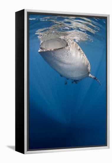 Whale Shark, Cenderawasih Bay, West Papua, Indonesia-Pete Oxford-Framed Premier Image Canvas