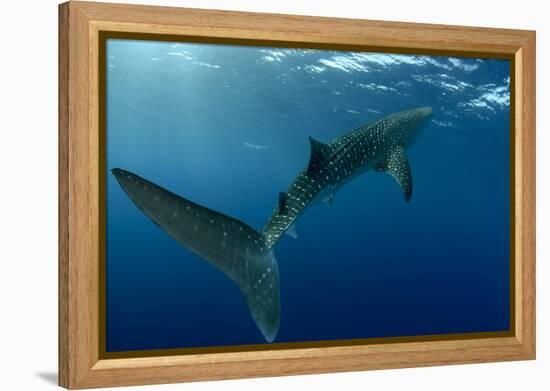 Whale Shark, Cenderawasih Bay, West Papua, Indonesia-Pete Oxford-Framed Premier Image Canvas