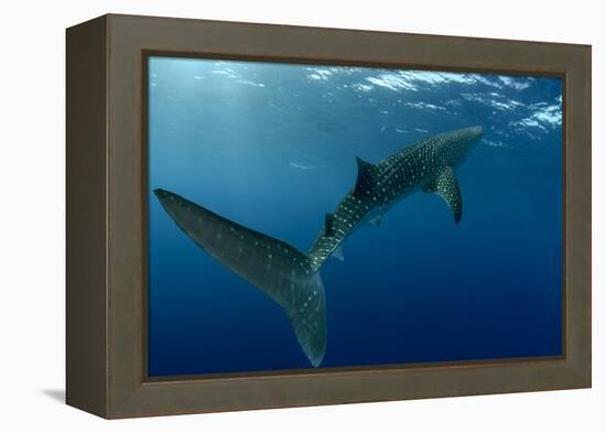 Whale Shark, Cenderawasih Bay, West Papua, Indonesia-Pete Oxford-Framed Premier Image Canvas