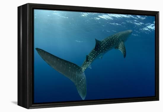 Whale Shark, Cenderawasih Bay, West Papua, Indonesia-Pete Oxford-Framed Premier Image Canvas