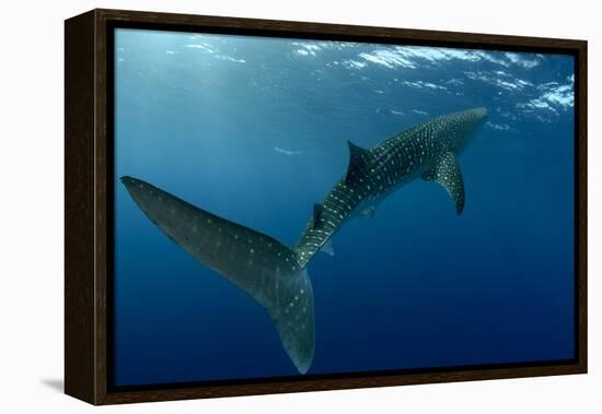 Whale Shark, Cenderawasih Bay, West Papua, Indonesia-Pete Oxford-Framed Premier Image Canvas