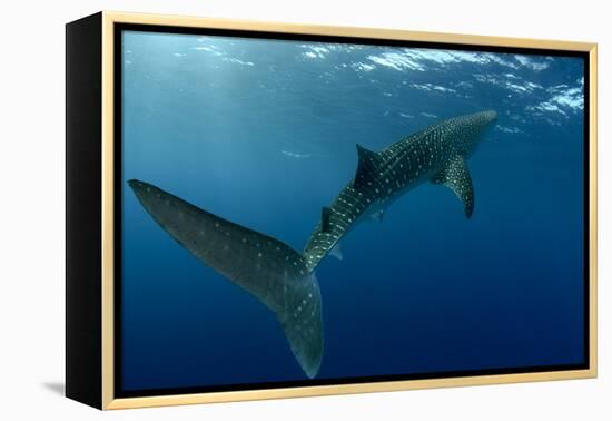 Whale Shark, Cenderawasih Bay, West Papua, Indonesia-Pete Oxford-Framed Premier Image Canvas