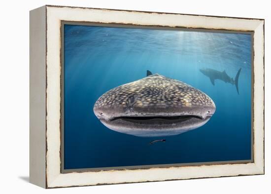 Whale Shark, Cenderawasih Bay, West Papua, Indonesia-Pete Oxford-Framed Premier Image Canvas