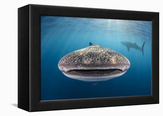 Whale Shark, Cenderawasih Bay, West Papua, Indonesia-Pete Oxford-Framed Premier Image Canvas