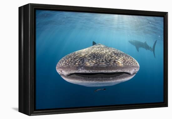 Whale Shark, Cenderawasih Bay, West Papua, Indonesia-Pete Oxford-Framed Premier Image Canvas