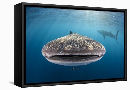 Whale Shark, Cenderawasih Bay, West Papua, Indonesia-Pete Oxford-Framed Premier Image Canvas