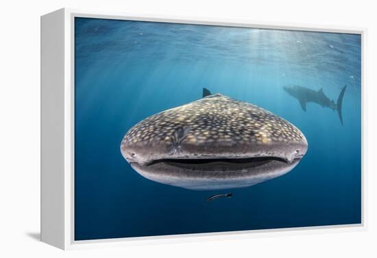 Whale Shark, Cenderawasih Bay, West Papua, Indonesia-Pete Oxford-Framed Premier Image Canvas