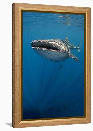 Whale Shark, Cenderawasih Bay, West Papua, Indonesia-Pete Oxford-Framed Premier Image Canvas