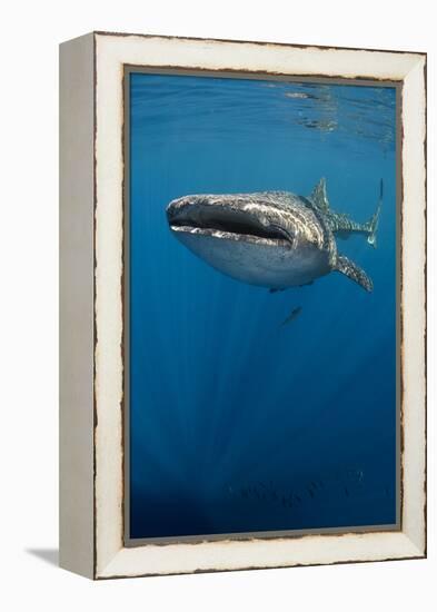 Whale Shark, Cenderawasih Bay, West Papua, Indonesia-Pete Oxford-Framed Premier Image Canvas