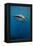 Whale Shark, Cenderawasih Bay, West Papua, Indonesia-Pete Oxford-Framed Premier Image Canvas