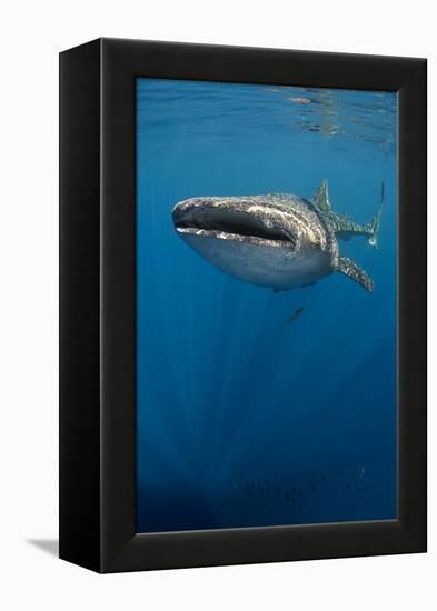 Whale Shark, Cenderawasih Bay, West Papua, Indonesia-Pete Oxford-Framed Premier Image Canvas