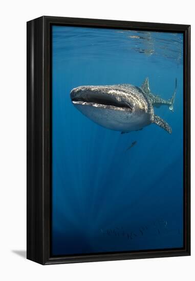 Whale Shark, Cenderawasih Bay, West Papua, Indonesia-Pete Oxford-Framed Premier Image Canvas