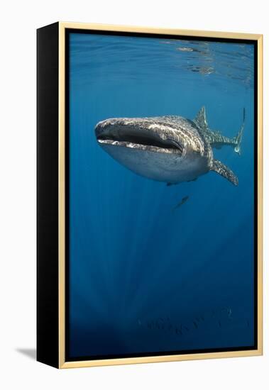 Whale Shark, Cenderawasih Bay, West Papua, Indonesia-Pete Oxford-Framed Premier Image Canvas