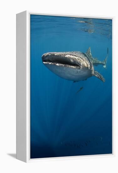 Whale Shark, Cenderawasih Bay, West Papua, Indonesia-Pete Oxford-Framed Premier Image Canvas