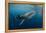 Whale Shark, Cenderawasih Bay, West Papua, Indonesia-Pete Oxford-Framed Premier Image Canvas