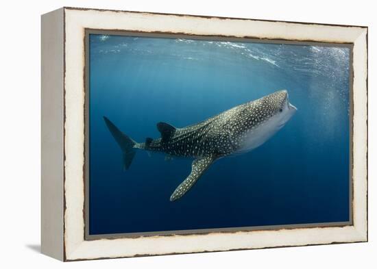 Whale Shark, Cenderawasih Bay, West Papua, Indonesia-Pete Oxford-Framed Premier Image Canvas