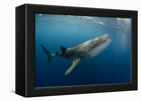 Whale Shark, Cenderawasih Bay, West Papua, Indonesia-Pete Oxford-Framed Premier Image Canvas