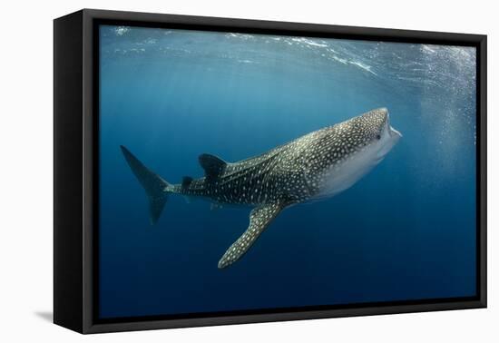 Whale Shark, Cenderawasih Bay, West Papua, Indonesia-Pete Oxford-Framed Premier Image Canvas