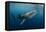 Whale Shark, Cenderawasih Bay, West Papua, Indonesia-Pete Oxford-Framed Premier Image Canvas