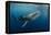 Whale Shark, Cenderawasih Bay, West Papua, Indonesia-Pete Oxford-Framed Premier Image Canvas