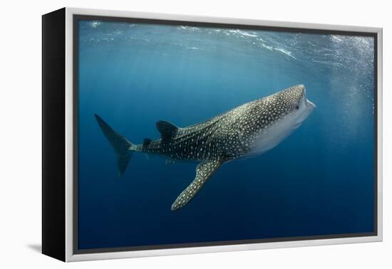 Whale Shark, Cenderawasih Bay, West Papua, Indonesia-Pete Oxford-Framed Premier Image Canvas