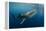 Whale Shark, Cenderawasih Bay, West Papua, Indonesia-Pete Oxford-Framed Premier Image Canvas