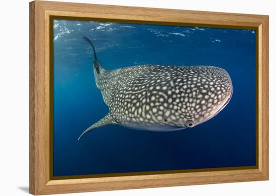 Whale Shark, Cenderawasih Bay, West Papua, Indonesia-Pete Oxford-Framed Premier Image Canvas