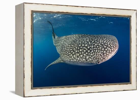 Whale Shark, Cenderawasih Bay, West Papua, Indonesia-Pete Oxford-Framed Premier Image Canvas