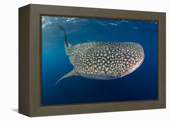 Whale Shark, Cenderawasih Bay, West Papua, Indonesia-Pete Oxford-Framed Premier Image Canvas