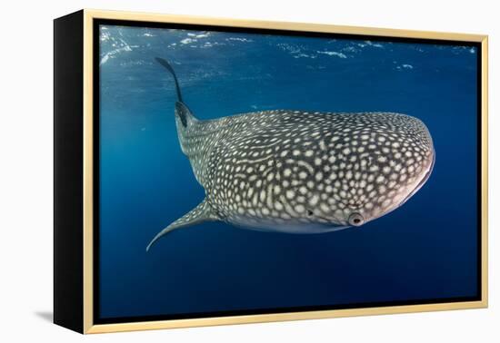 Whale Shark, Cenderawasih Bay, West Papua, Indonesia-Pete Oxford-Framed Premier Image Canvas