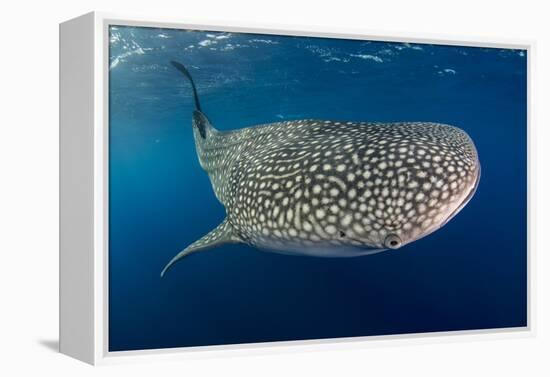 Whale Shark, Cenderawasih Bay, West Papua, Indonesia-Pete Oxford-Framed Premier Image Canvas