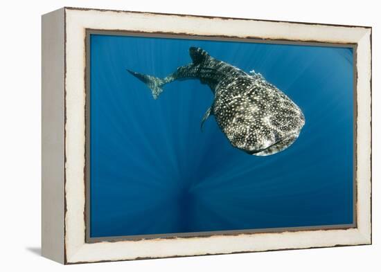 Whale Shark, Cenderawasih Bay, West Papua, Indonesia-Pete Oxford-Framed Premier Image Canvas