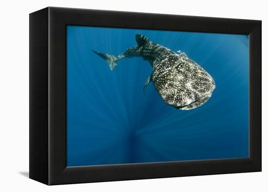 Whale Shark, Cenderawasih Bay, West Papua, Indonesia-Pete Oxford-Framed Premier Image Canvas