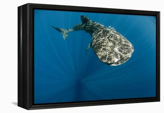 Whale Shark, Cenderawasih Bay, West Papua, Indonesia-Pete Oxford-Framed Premier Image Canvas