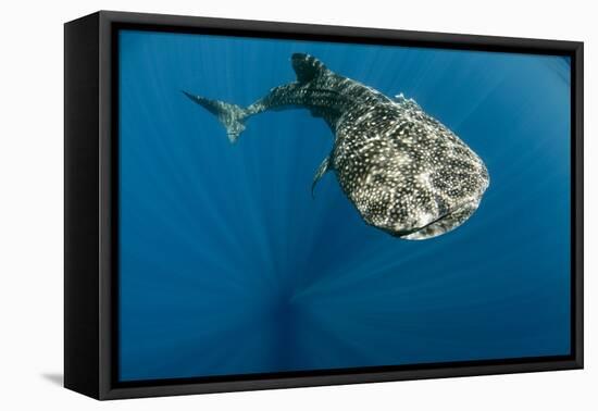 Whale Shark, Cenderawasih Bay, West Papua, Indonesia-Pete Oxford-Framed Premier Image Canvas