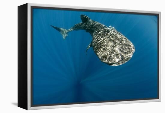 Whale Shark, Cenderawasih Bay, West Papua, Indonesia-Pete Oxford-Framed Premier Image Canvas