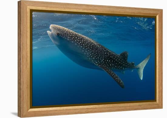 Whale Shark, Cenderawasih Bay, West Papua, Indonesia-Pete Oxford-Framed Premier Image Canvas