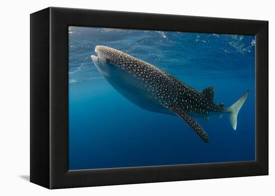 Whale Shark, Cenderawasih Bay, West Papua, Indonesia-Pete Oxford-Framed Premier Image Canvas