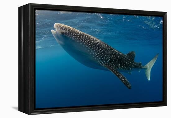 Whale Shark, Cenderawasih Bay, West Papua, Indonesia-Pete Oxford-Framed Premier Image Canvas