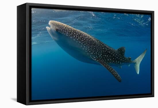 Whale Shark, Cenderawasih Bay, West Papua, Indonesia-Pete Oxford-Framed Premier Image Canvas