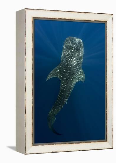 Whale Shark, Cenderawasih Bay, West Papua, Indonesia-Pete Oxford-Framed Premier Image Canvas