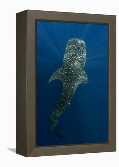 Whale Shark, Cenderawasih Bay, West Papua, Indonesia-Pete Oxford-Framed Premier Image Canvas