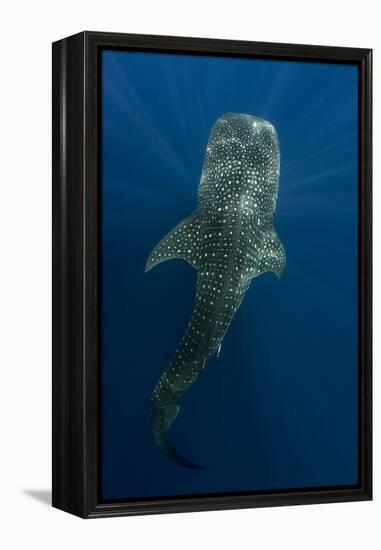 Whale Shark, Cenderawasih Bay, West Papua, Indonesia-Pete Oxford-Framed Premier Image Canvas