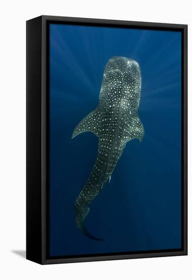 Whale Shark, Cenderawasih Bay, West Papua, Indonesia-Pete Oxford-Framed Premier Image Canvas