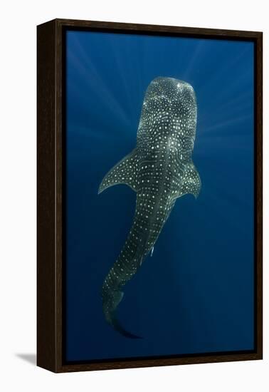 Whale Shark, Cenderawasih Bay, West Papua, Indonesia-Pete Oxford-Framed Premier Image Canvas