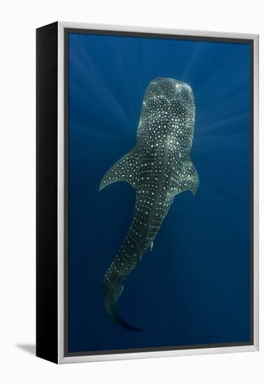 Whale Shark, Cenderawasih Bay, West Papua, Indonesia-Pete Oxford-Framed Premier Image Canvas